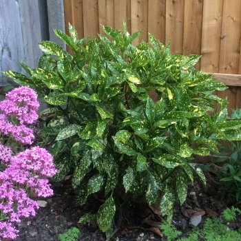 Aucuba Japonica, Aukuba japonská ´CROTONIFOLIA GOLD´, kont. C5L, výška: 20-40 cm (-10°C)